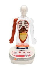 Türkçe Sesli Ansiklopedik İnsan Vücudu Modeli – 15 Parçalı Çıkarılabilir Anatomi Seti, Sesli Eğitim