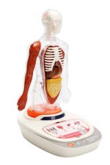Türkçe Sesli Ansiklopedik İnsan Vücudu Modeli – 15 Parçalı Çıkarılabilir Anatomi Seti, Sesli Eğitim