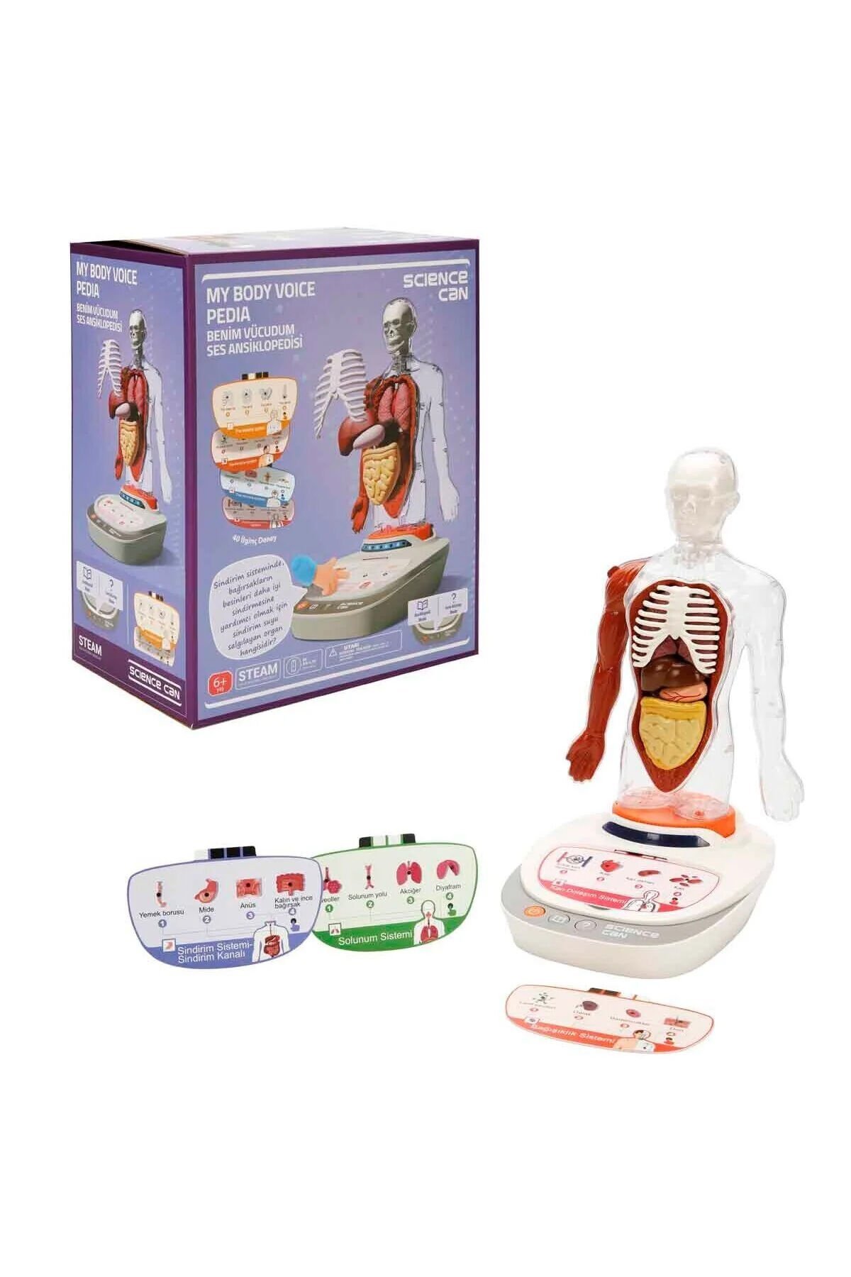 Türkçe Sesli Ansiklopedik İnsan Vücudu Modeli – 15 Parçalı Çıkarılabilir Anatomi Seti, Sesli Eğitim
