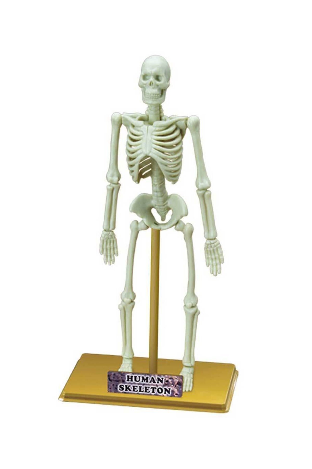 İnsan İskeleti Bilim Seti – 18 Parça Eğitici Oyuncak